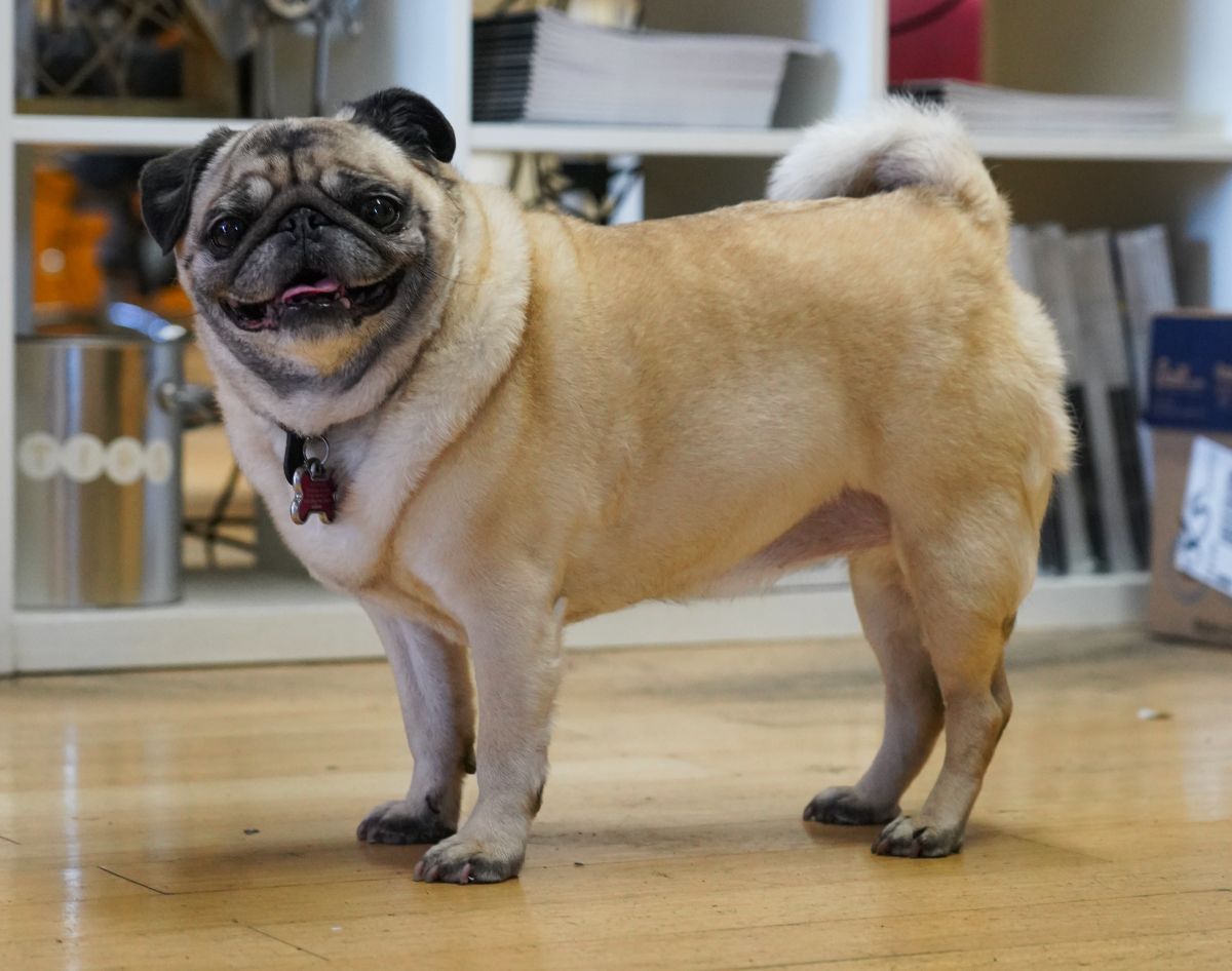 A pug stands in the Crucible office